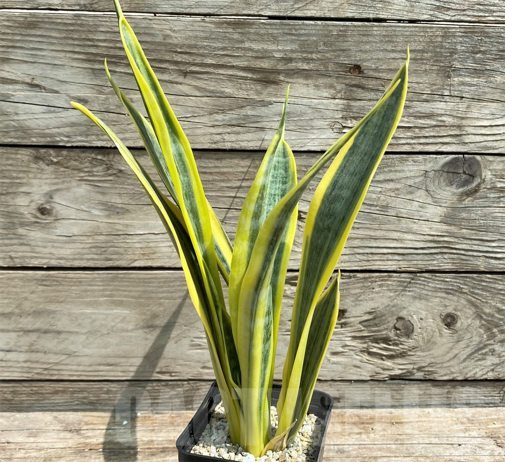 SHPR25400 Sansevieria 'Yellow Trip' - Image 2