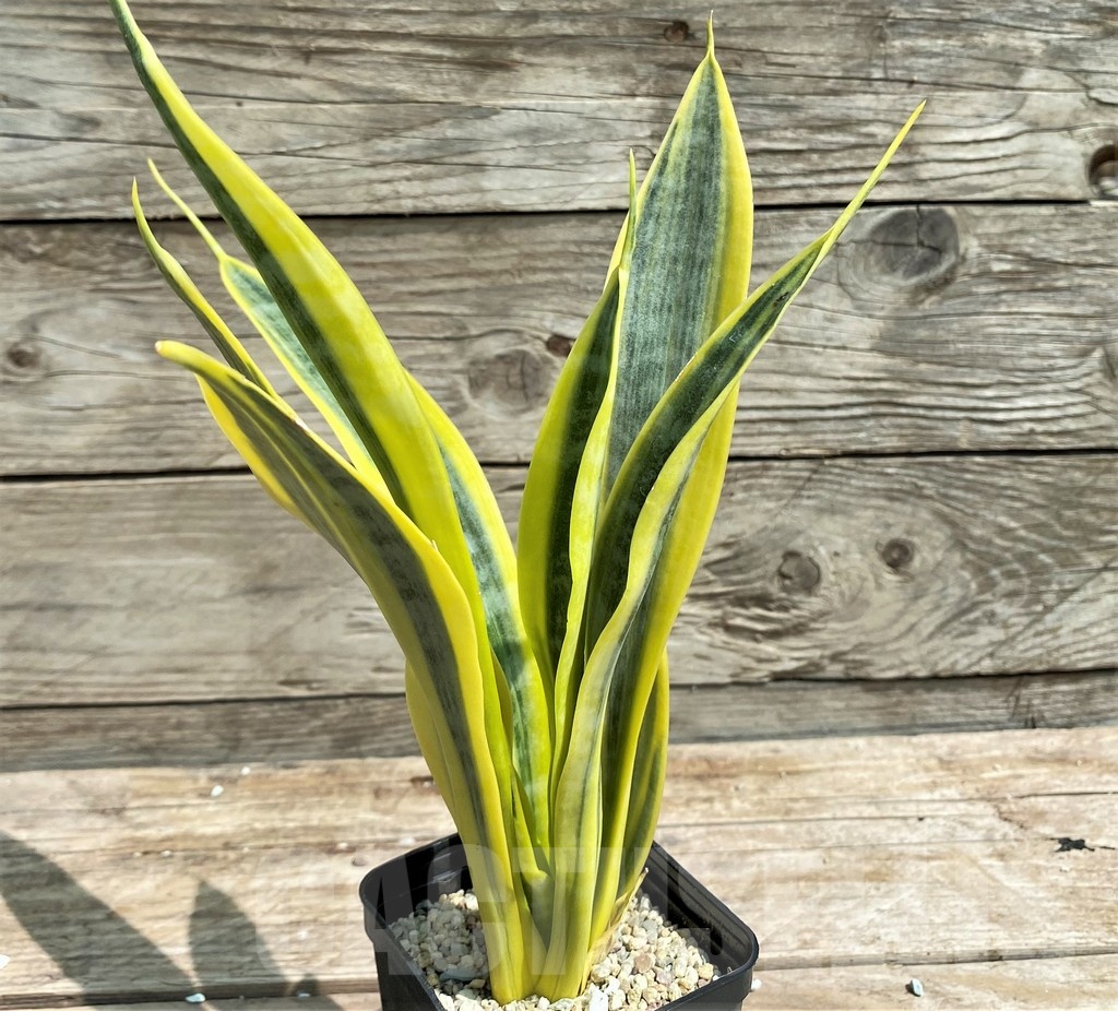 SHPR25400 Sansevieria 'Yellow Trip'