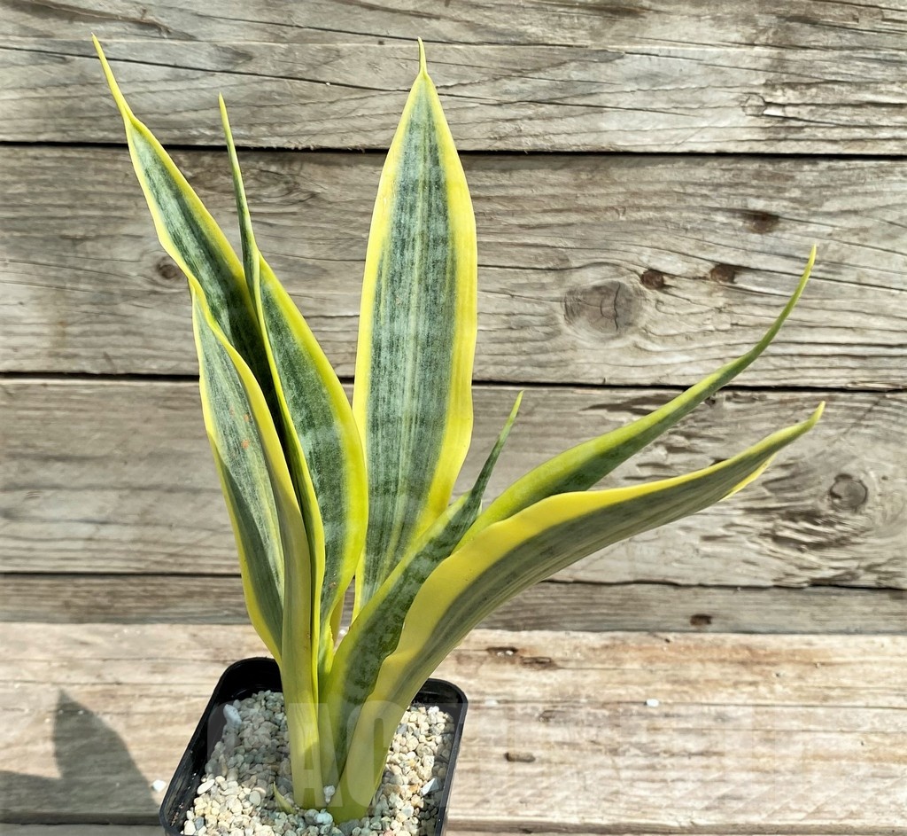 SHPR25401 Sansevieria 'Yellow Trip'