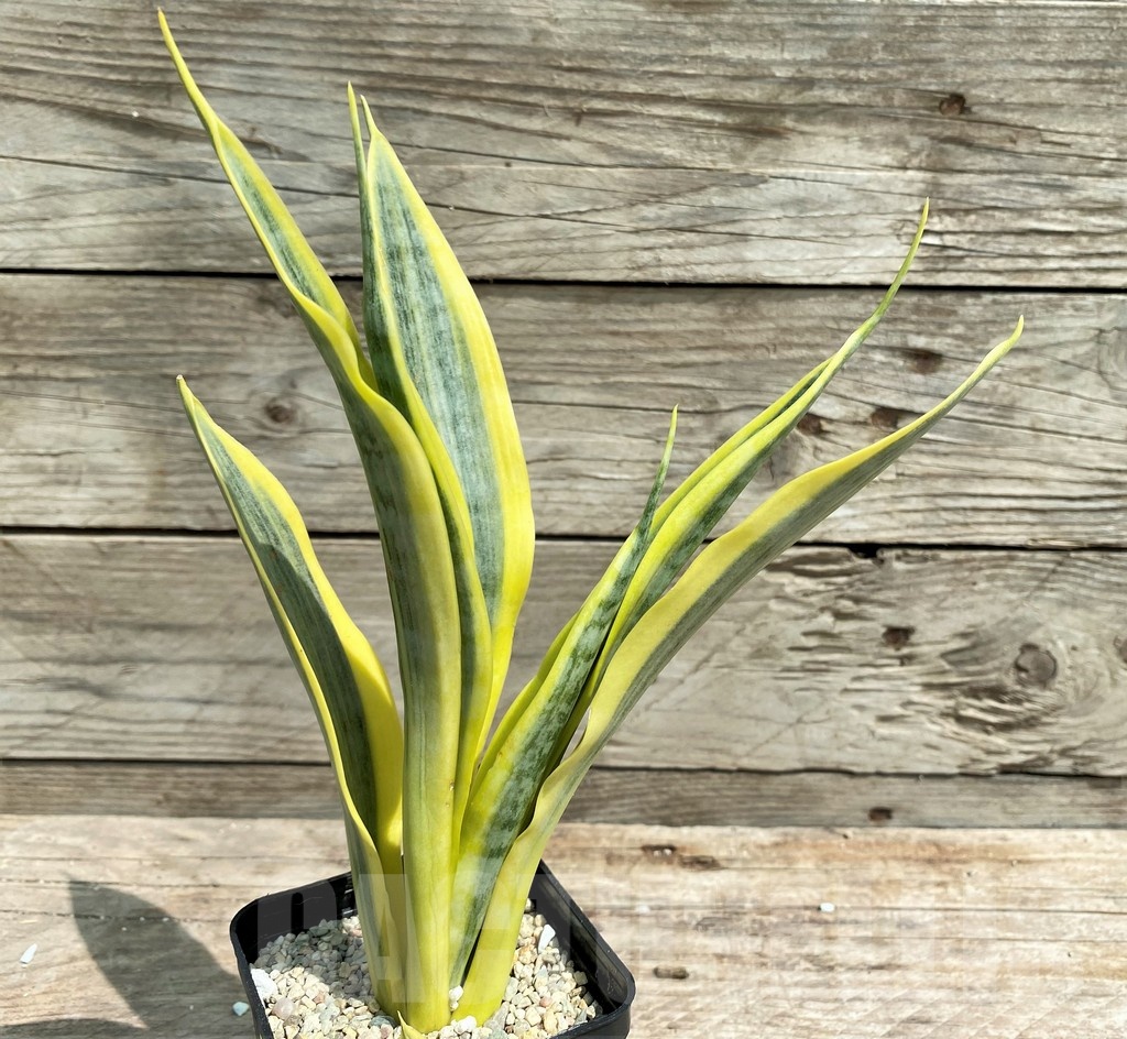 SHPR25401 Sansevieria 'Yellow Trip' - immagine 2