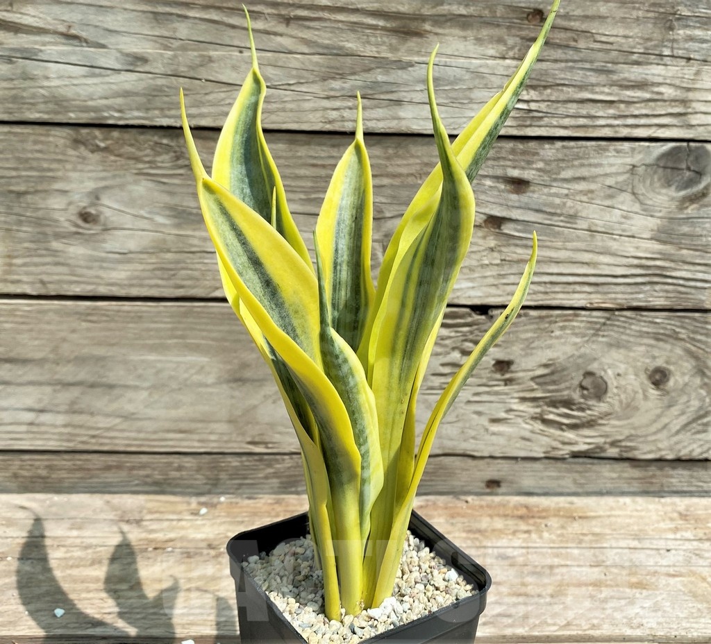 SHPR25402 Sansevieria 'Yellow Trip' - immagine 2