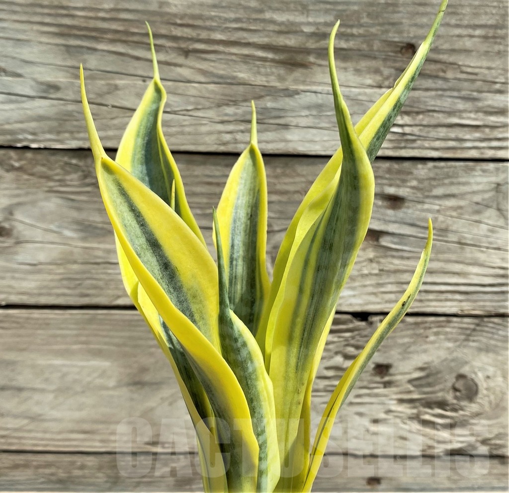SHPR25402 Sansevieria 'Yellow Trip'