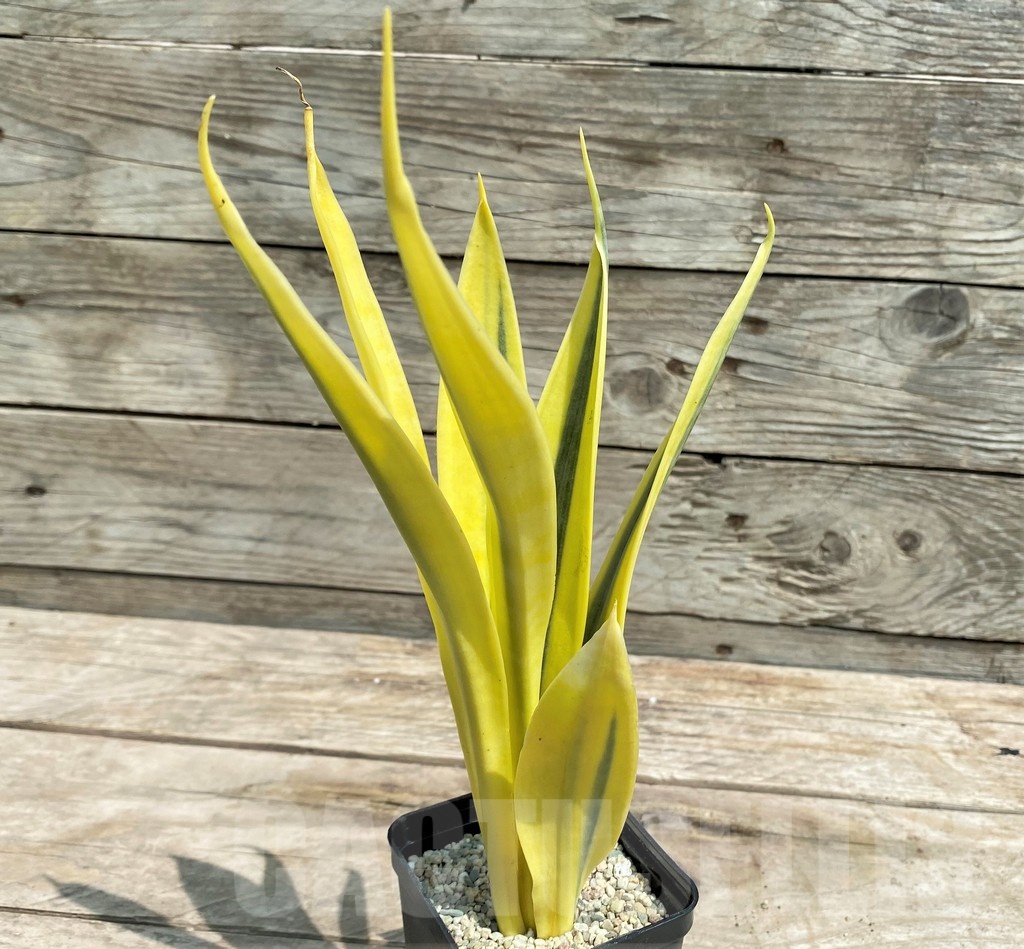 SHPR25403 Sansevieria 'Yellow Trip' - immagine 2