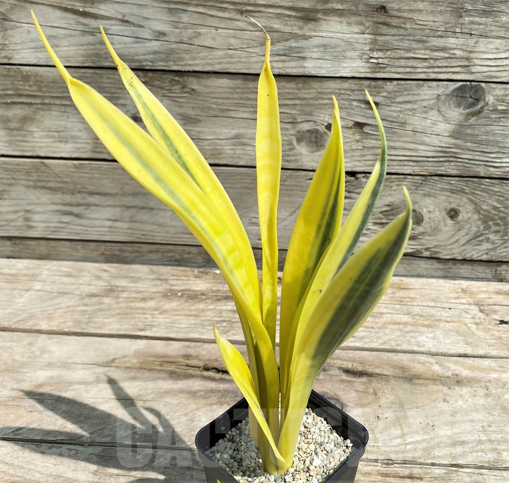 SHPR25403 Sansevieria 'Yellow Trip'
