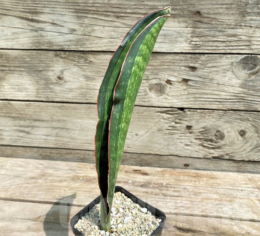 SHPR25406 Sansevieria malawi - Image 2