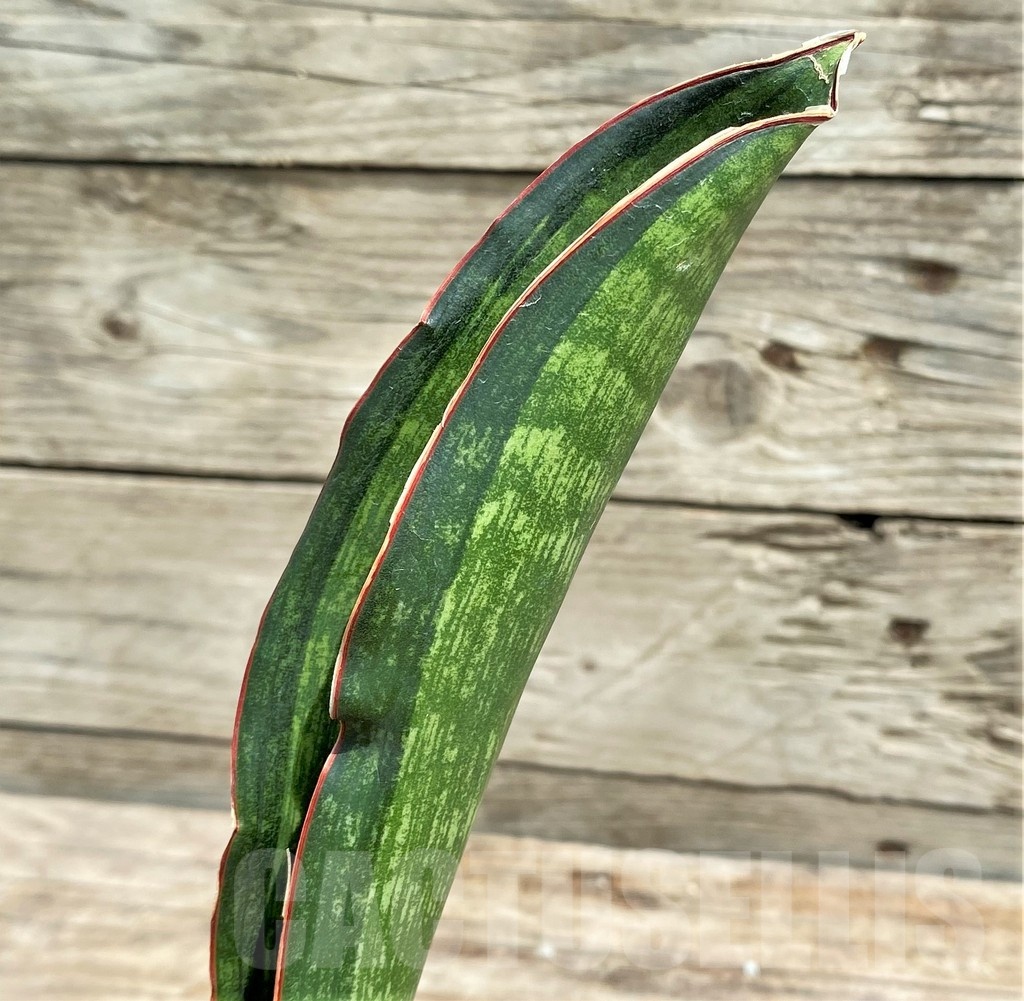 SHPR25406 Sansevieria malawi