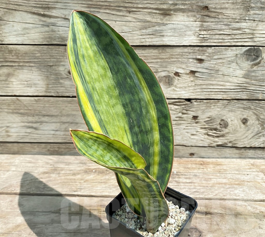SHPR25413 Sansevieria Masoniana Yellow - Obrázek 2