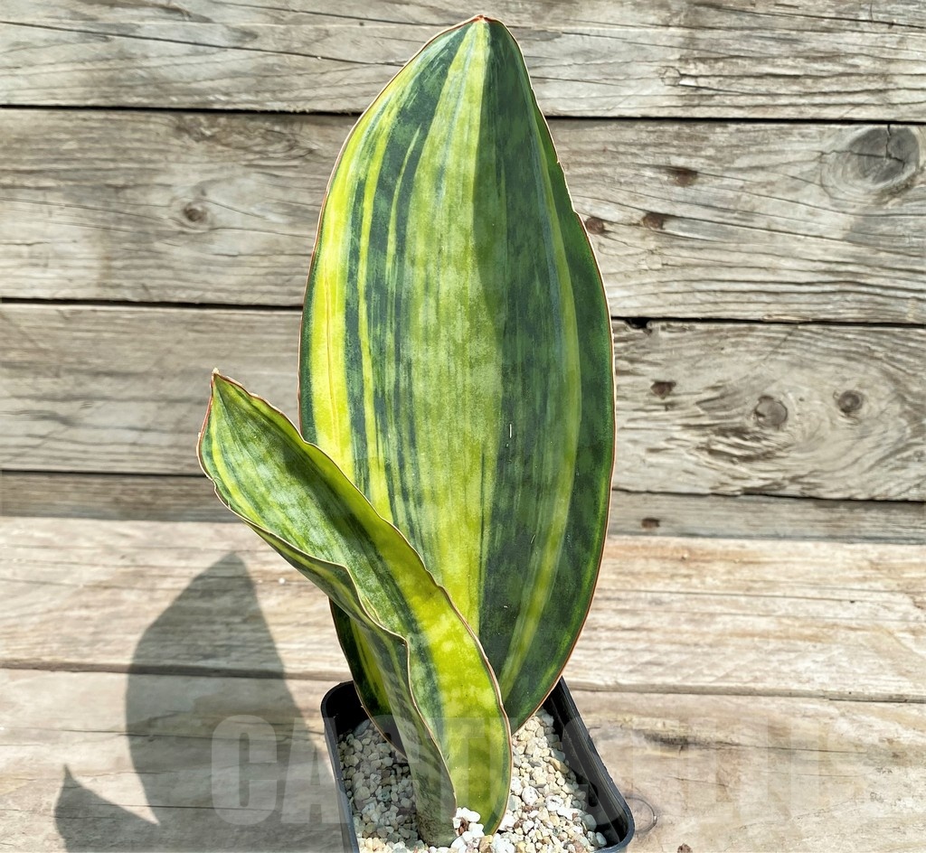 SHPR25413 Sansevieria Masoniana Yellow