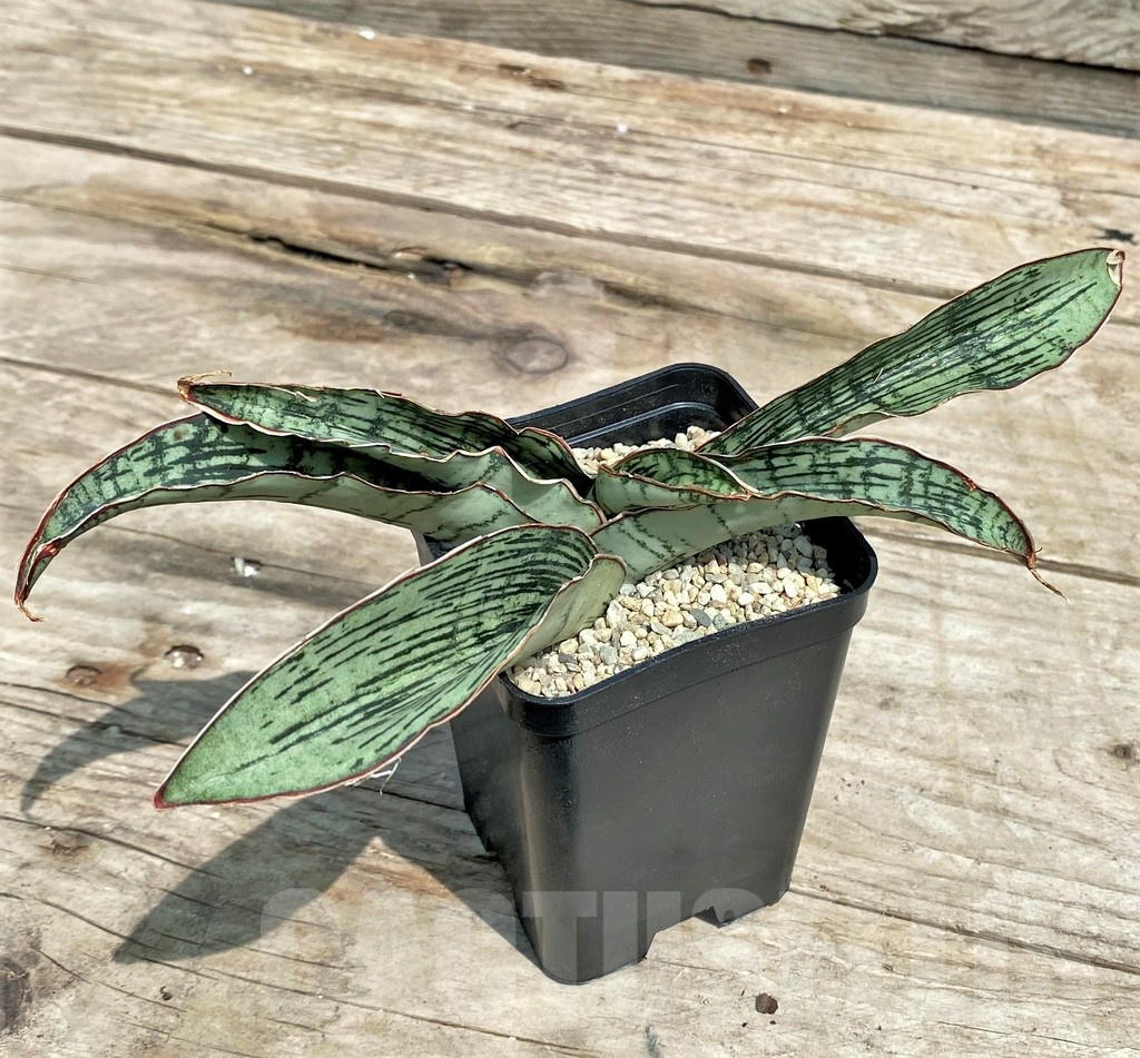 SHPR25415 Sansevieria 'Cleopatra' - Image 2