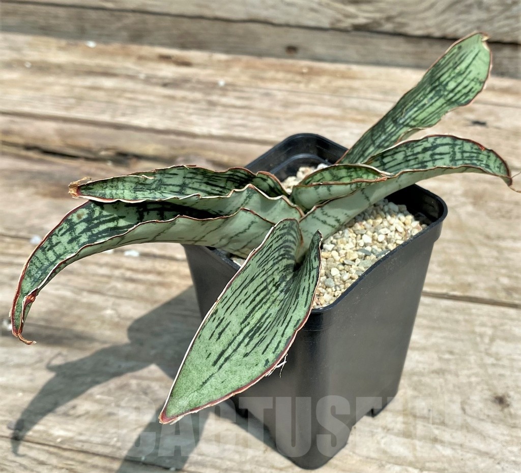 SHPR25415 Sansevieria 'Cleopatra'