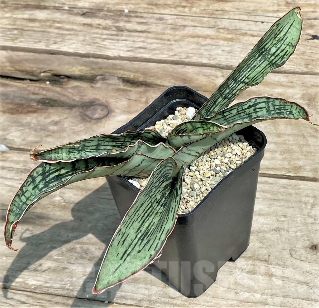 SHPR25415 Sansevieria 'Cleopatra' - Image 3