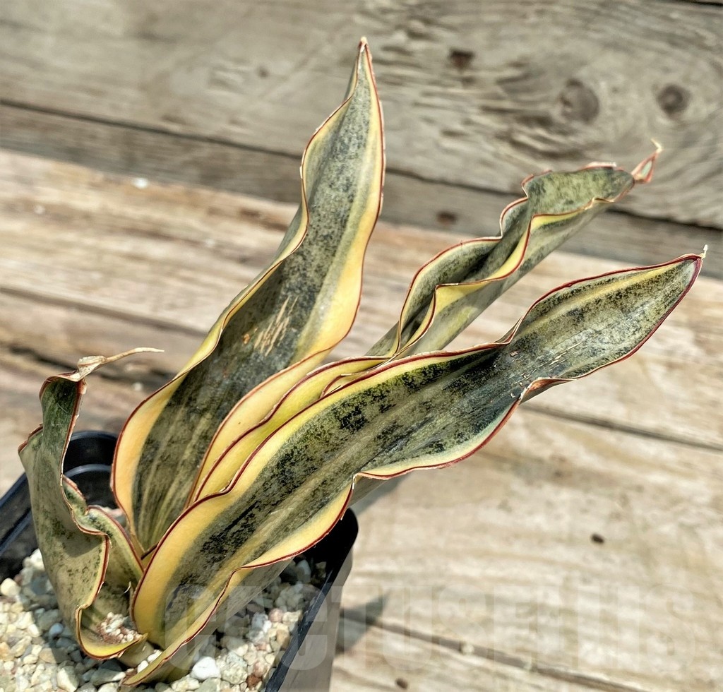 SHPR25421 Sansevieria Kirkii Brown f. variegata