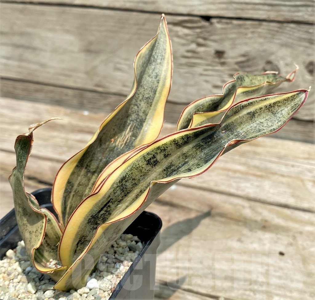 SHPR25421 Sansevieria Kirkii Brown f. variegata - Imagen 2