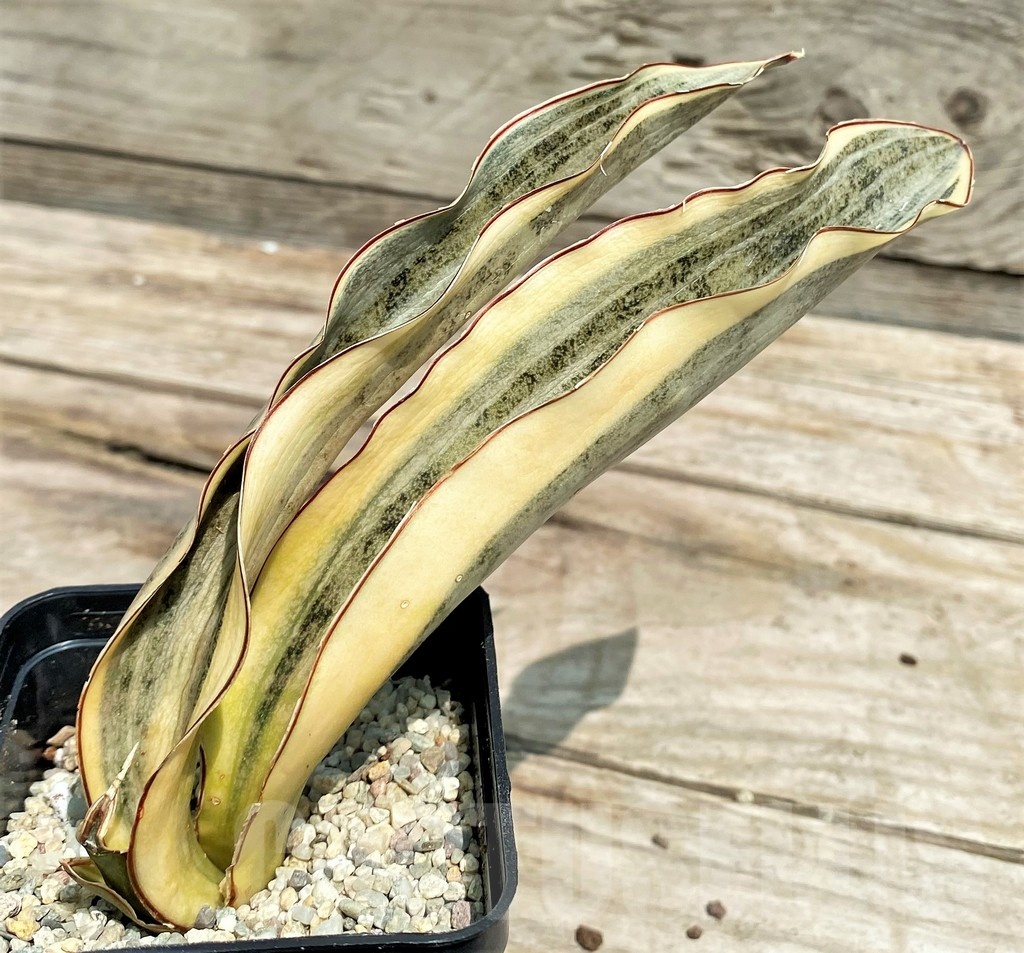 SHPR25422 Sansevieria Kirkii Brown f. variegata