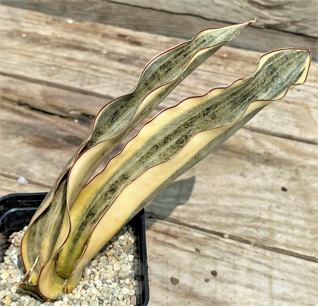 SHPR25422 Sansevieria Kirkii Brown f. variegata - immagine 2