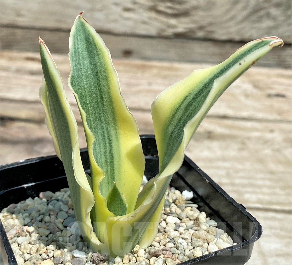 SHPR25429 Sansevieria 'Katana'