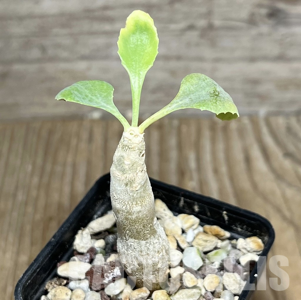 LOT701 10 SEEDS Othonna cremnophila 2024