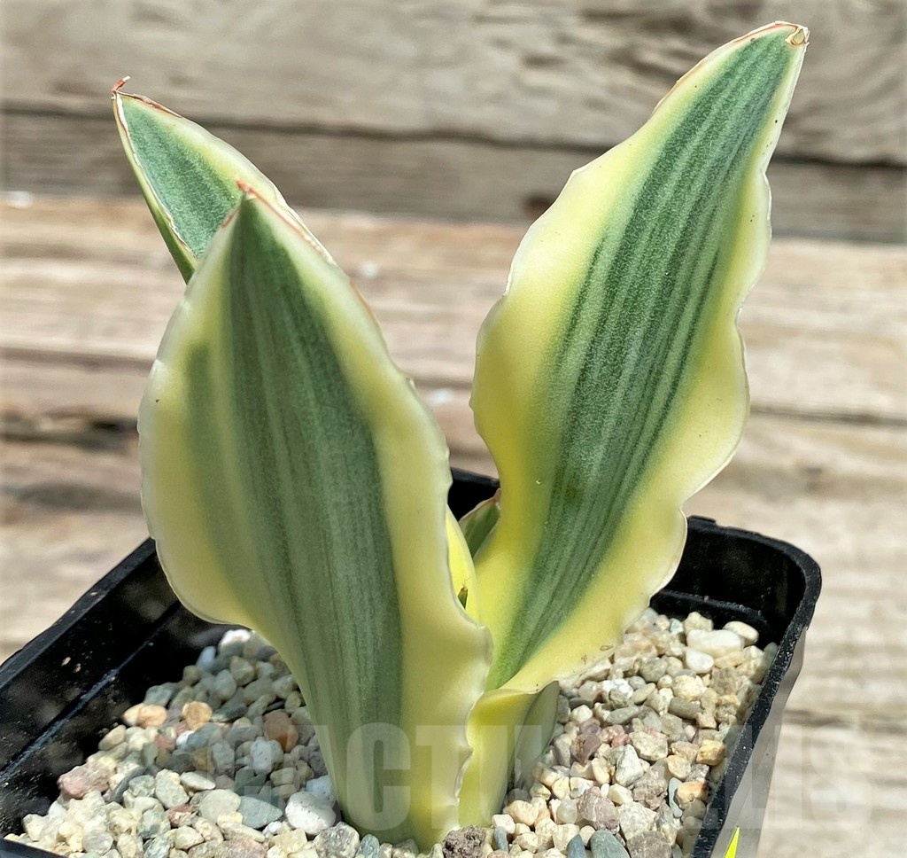 SHPR25429 Sansevieria 'Katana' - immagine 2