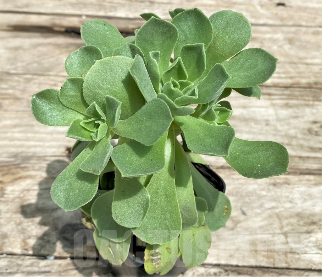 SHPR25527 Aeonium 'Ballerina' - immagine 2