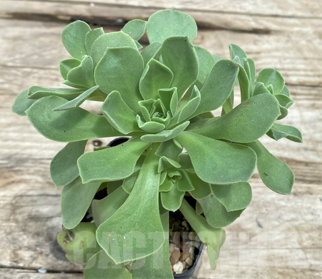 SHPR25527 Aeonium 'Ballerina'