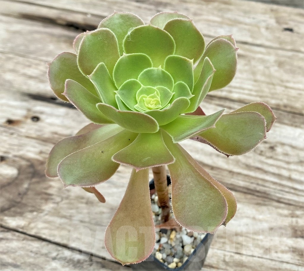 SHPR25528 Aeonium 'Blushing Beauty' - immagine 2