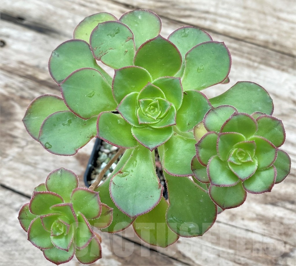 SHPR25529 Aeonium sp.