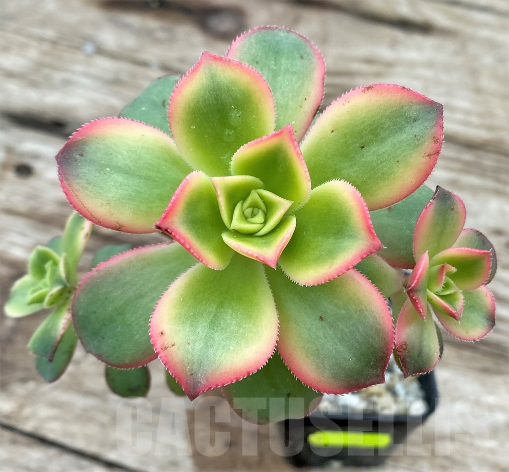 SHPR25530 Aeonium 'Kiwi' - immagine 2