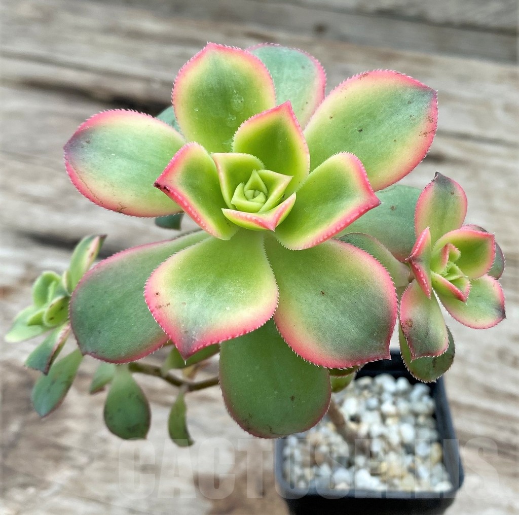 SHPR25530 Aeonium 'Kiwi'