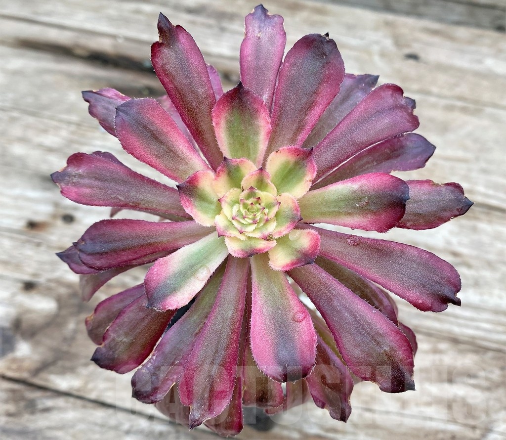 SHPR25531 Aeonium 'Mardi Gras'