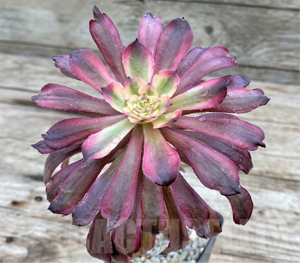 SHPR25531 Aeonium 'Mardi Gras' - immagine 2