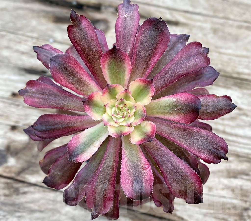 SHPR25531 Aeonium 'Mardi Gras' - immagine 3