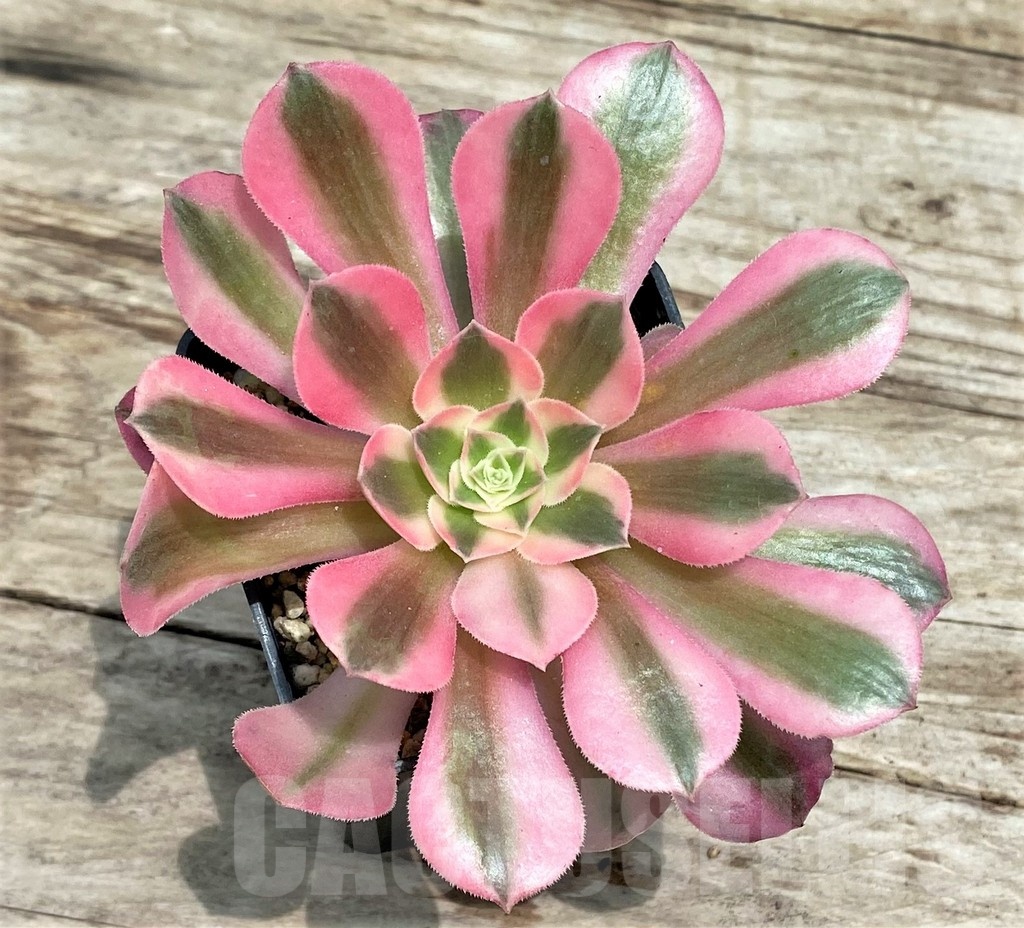 SHPR25536 Aeonium 'Pink Witch'
