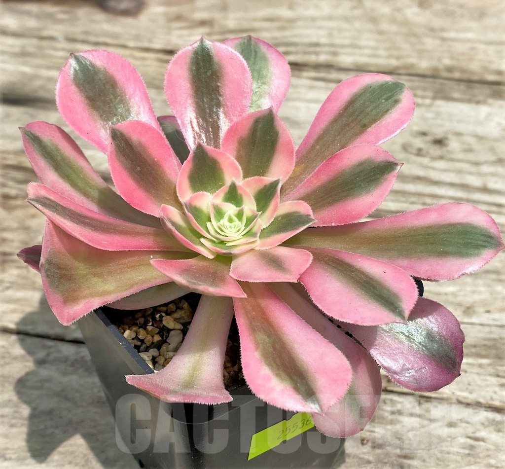 SHPR25536 Aeonium 'Pink Witch' - Image 2