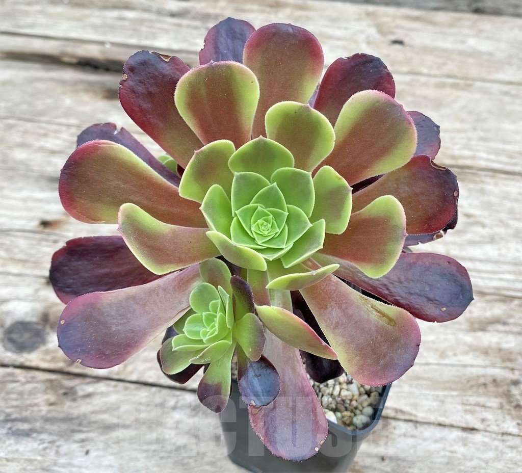 SHPR25539 Aeonium 'Superbang'