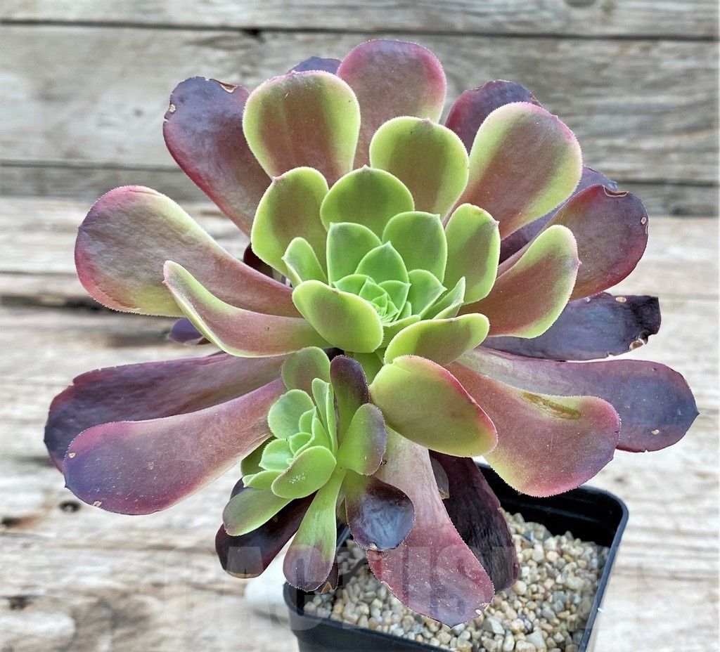SHPR25539 Aeonium 'Superbang' - Зображення 2