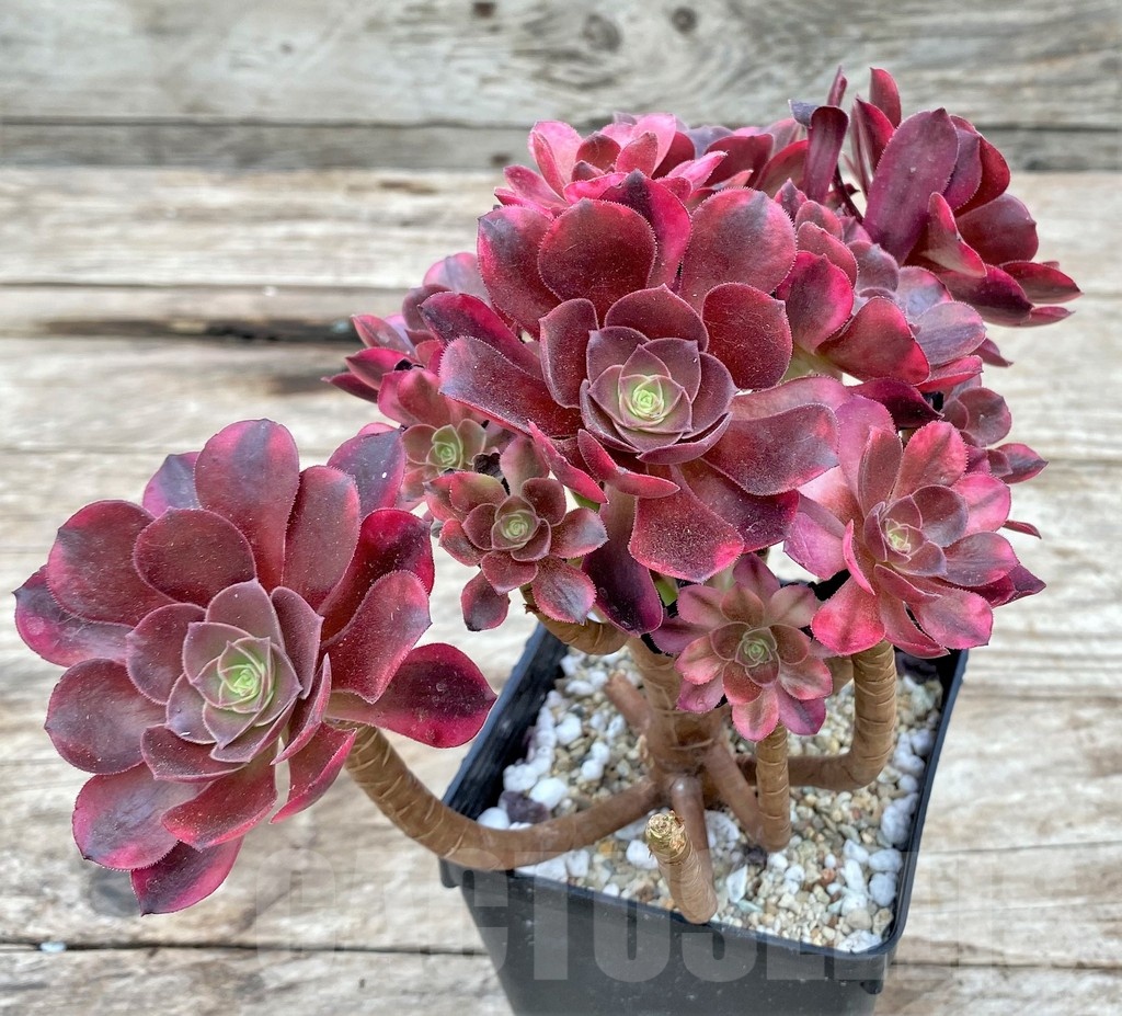 SHPR25540 Aeonium ‘Red Witch’ cluster - Image 2