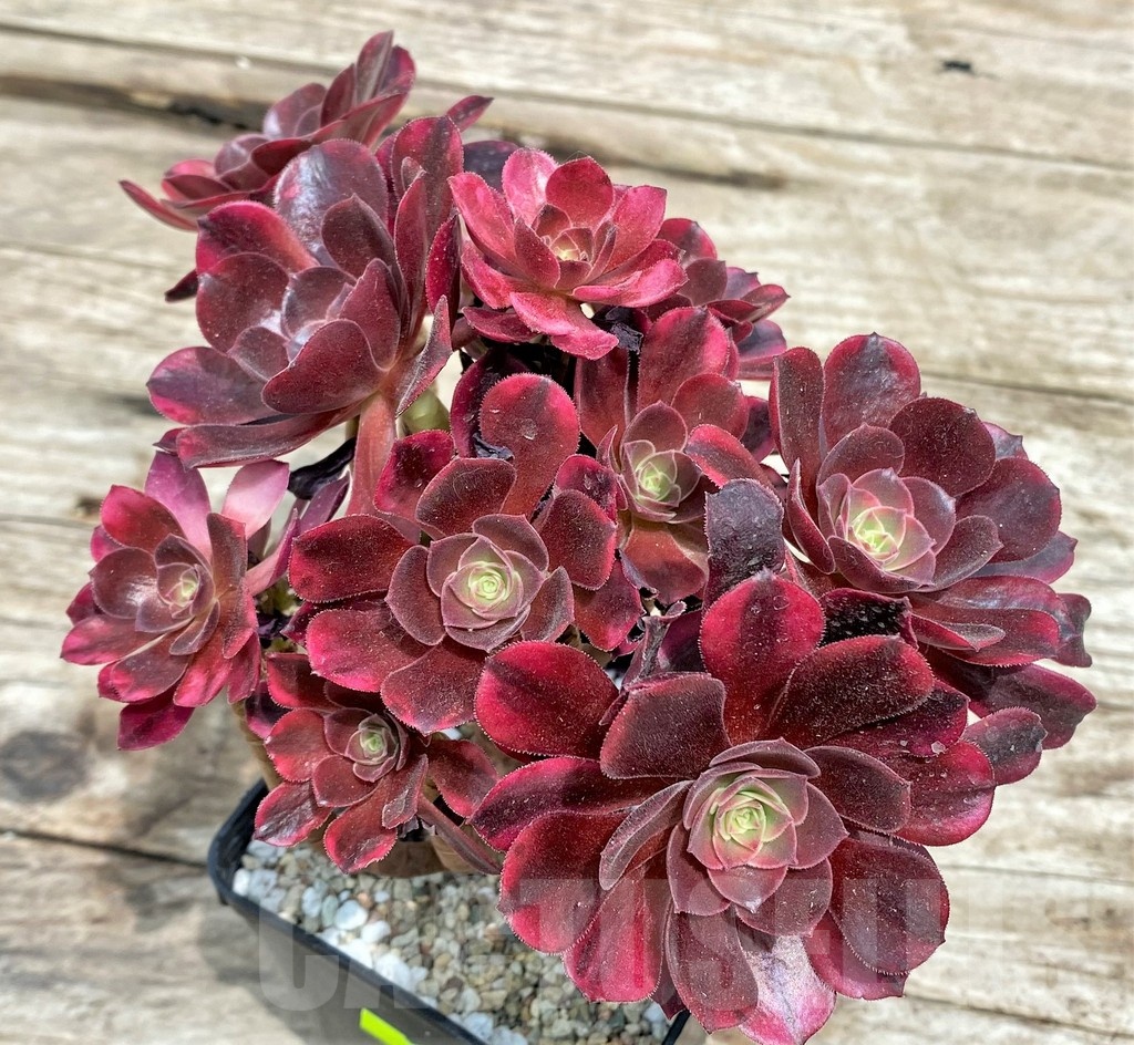 SHPR25540 Aeonium ‘Red Witch’ cluster
