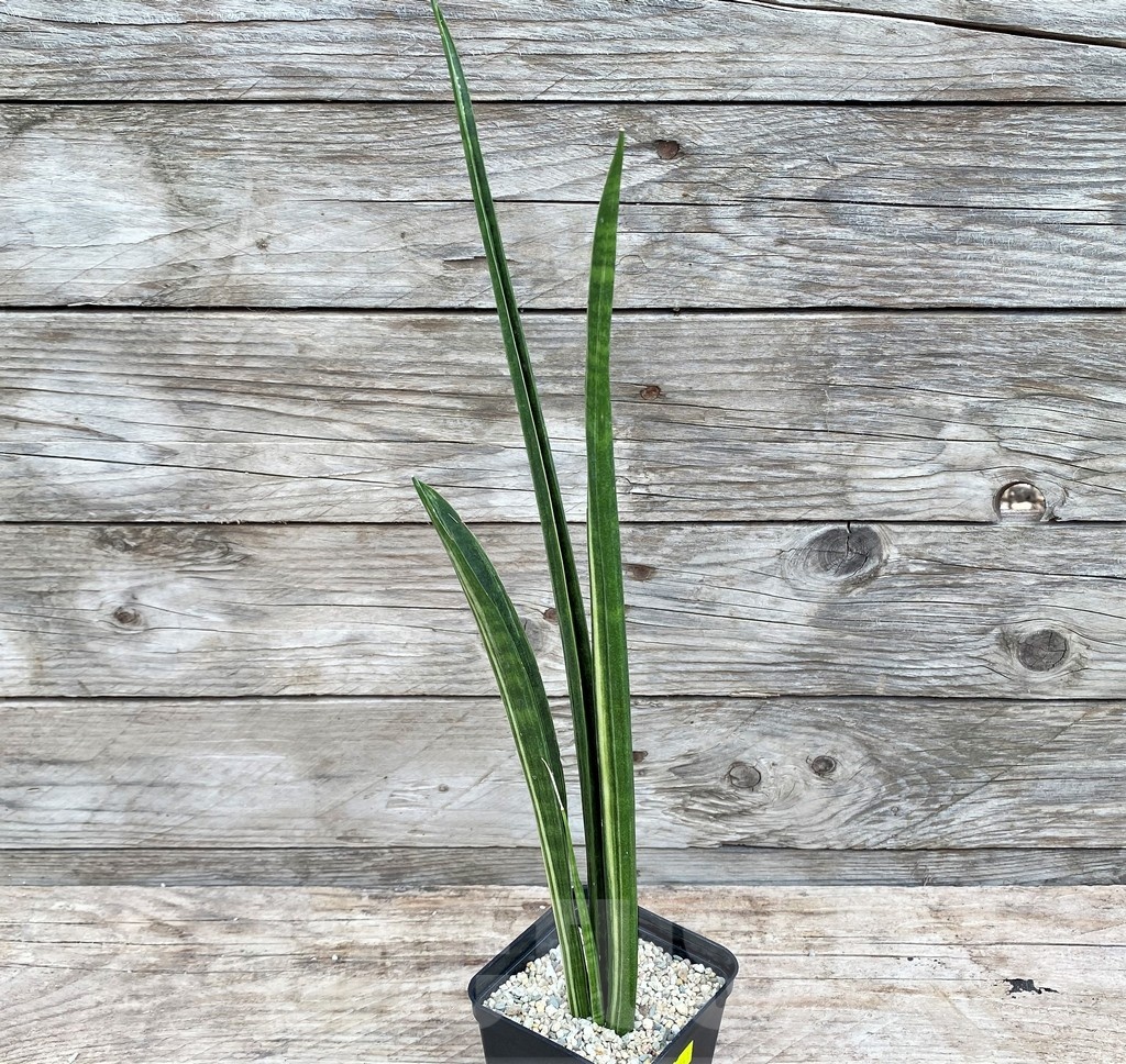 SHPR25541 Sansevieria parva 'Kenya' - Image 2
