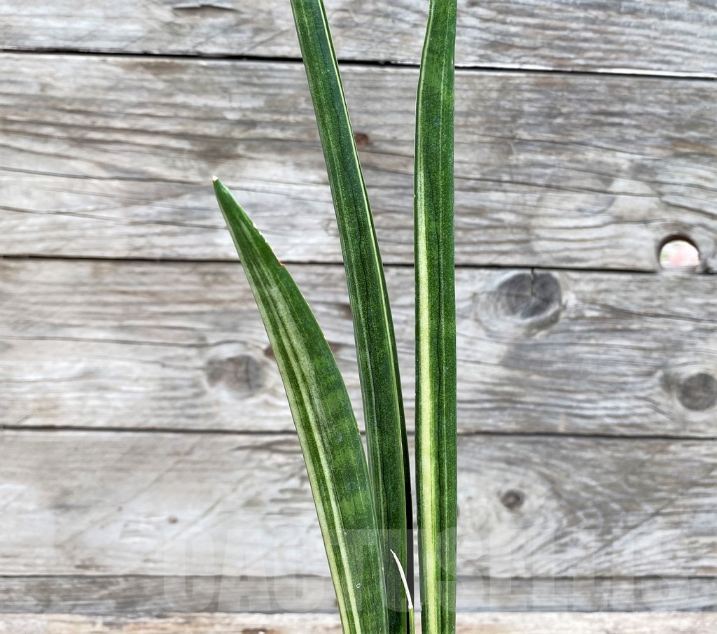 SHPR25541 Sansevieria parva 'Kenya'