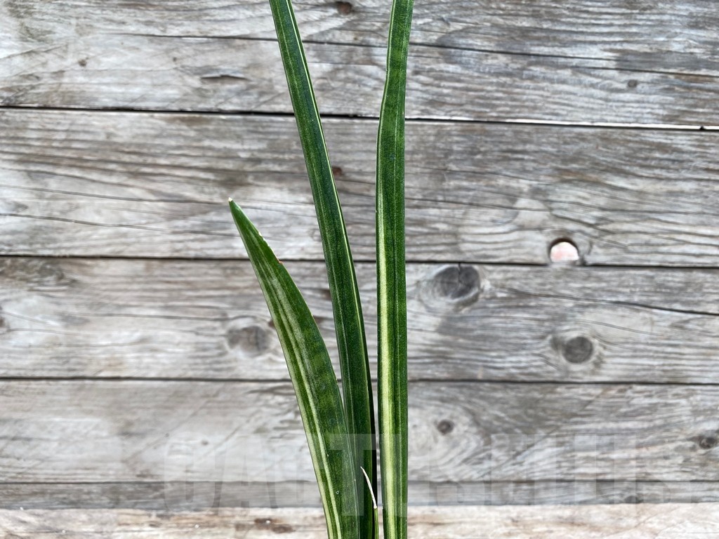 SHPR25541 Sansevieria parva 'Kenya' - Image 3