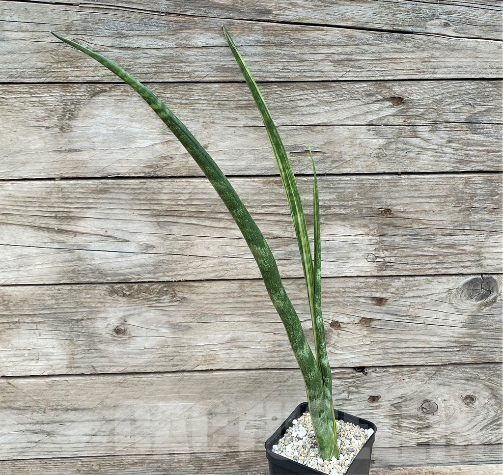SHPR25542 Sansevieria parva 'Kenya' - Image 2