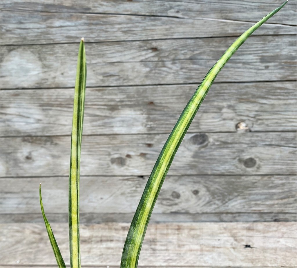 SHPR25542 Sansevieria parva 'Kenya'