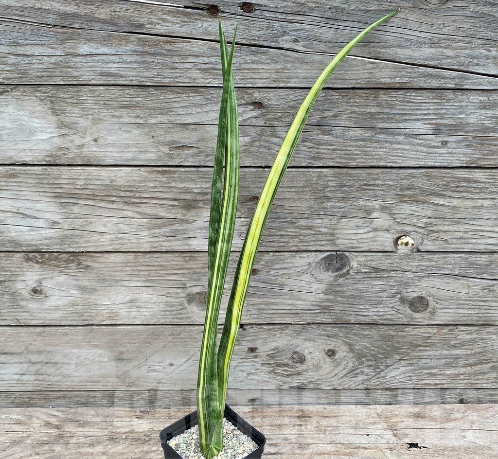 SHPR25543 Sansevieria parva 'Kenya' - Image 2