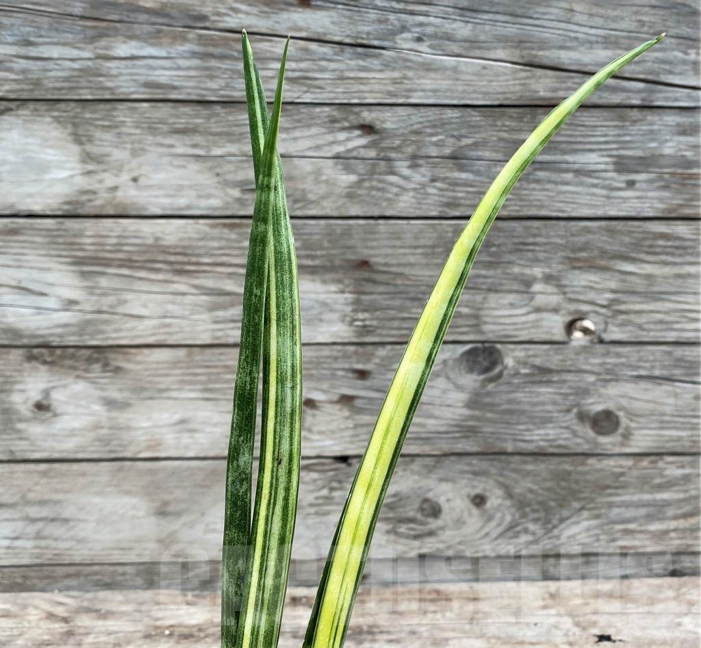 SHPR25543 Sansevieria parva 'Kenya'