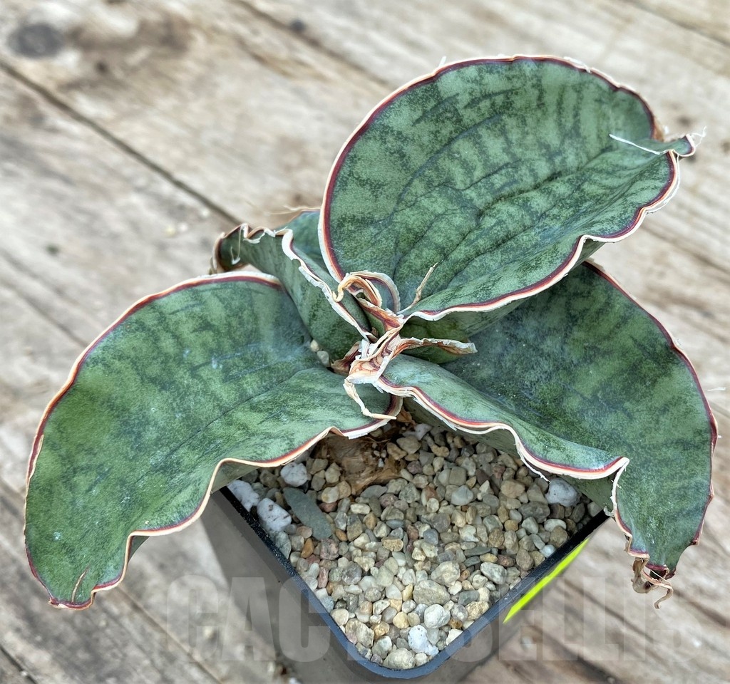 SHPR25553 Sansevieria kirkii 'Silver Blue'