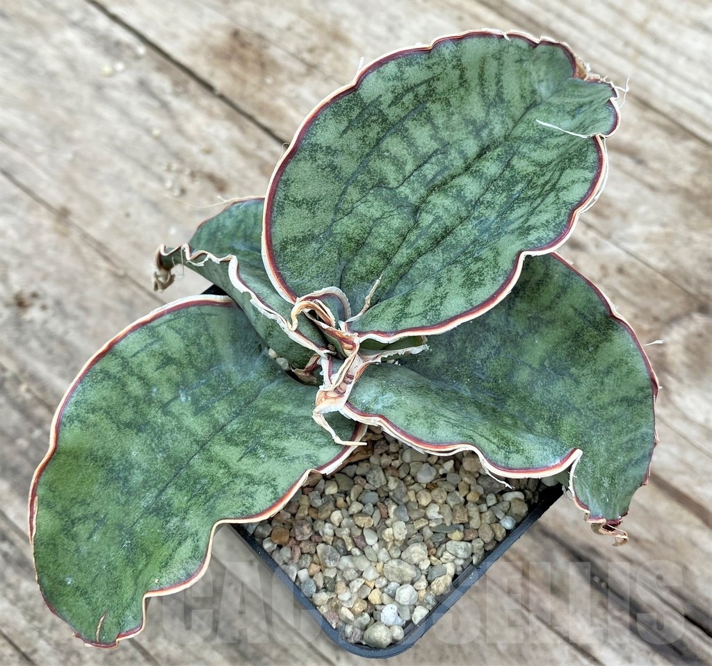 SHPR25553 Sansevieria kirkii 'Silver Blue' - Image 2