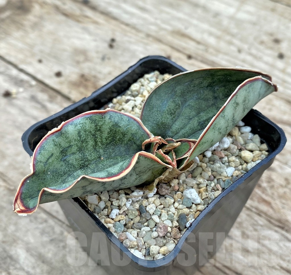 SHPR25555 Sansevieria kirkii 'Silver Blue' - Imagen 2