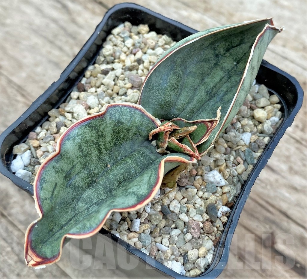 SHPR25555 Sansevieria kirkii 'Silver Blue'