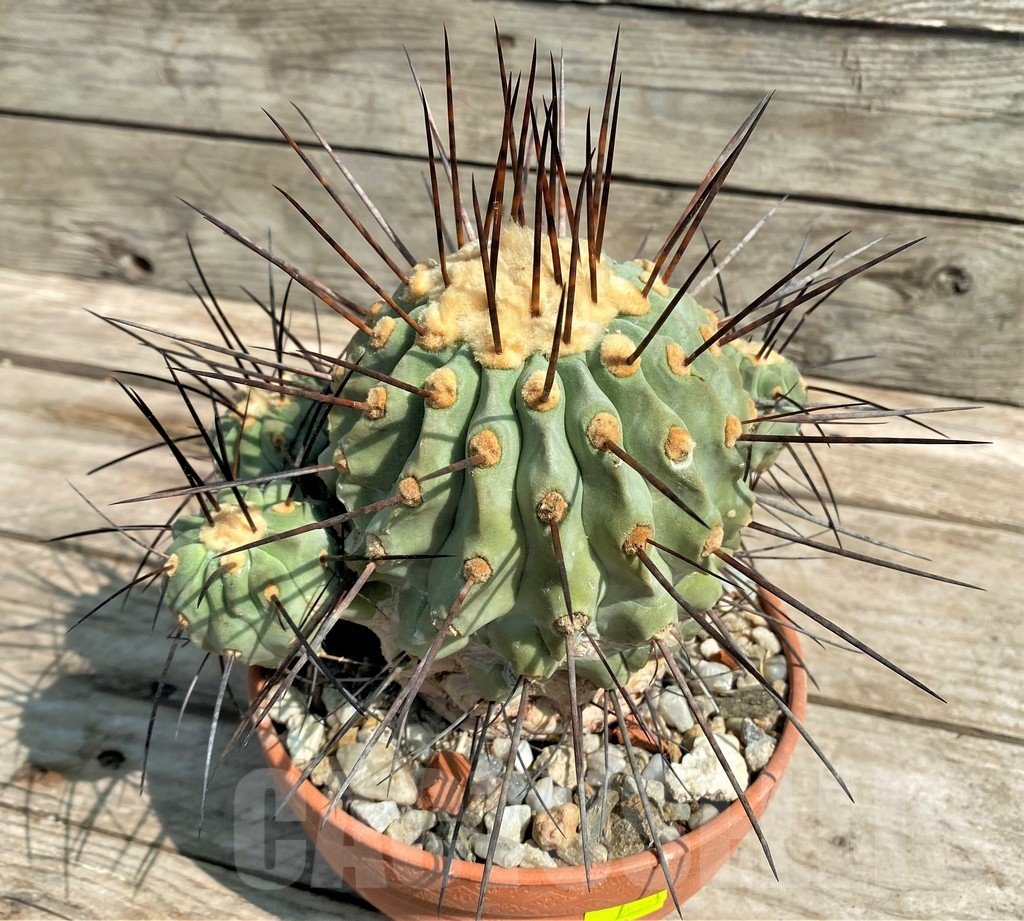 SHPR25272 Copiapoa v. carrizalensis, C112 SL 93b, grafted? - immagine 2