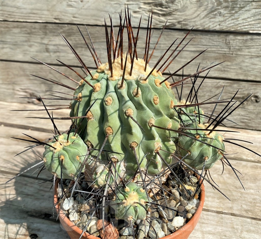 SHPR25272 Copiapoa v. carrizalensis, C112 SL 93b, grafted? - immagine 3